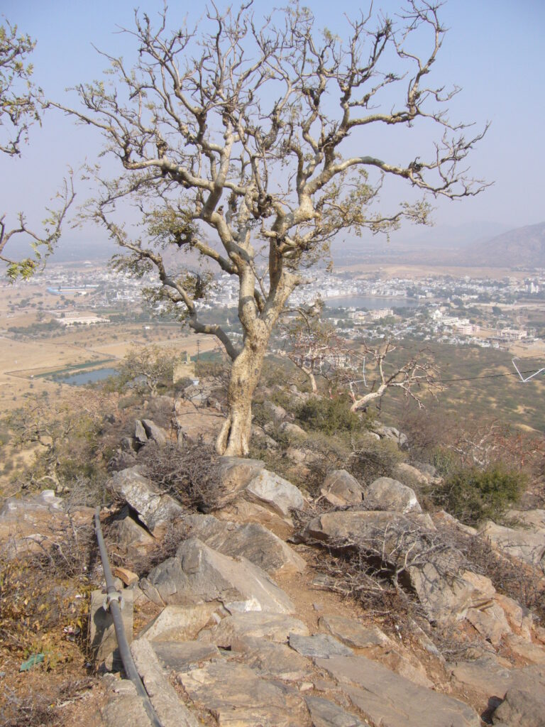 Pushkar – Savitri Temple