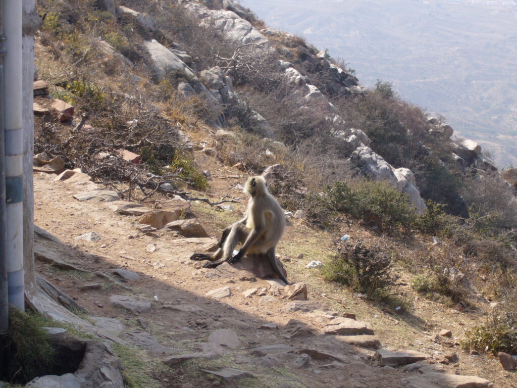 Pushkar – Savitri Temple
